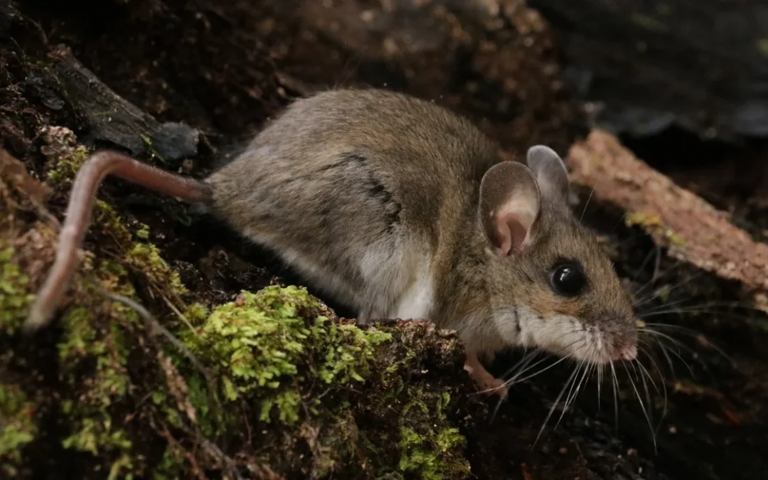 House Mouse vs Deer Mouse: How to Tell Which One You Have