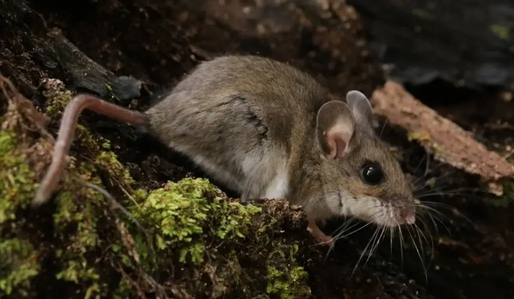 Small gray possum with large ears perched on a moss-covered branch