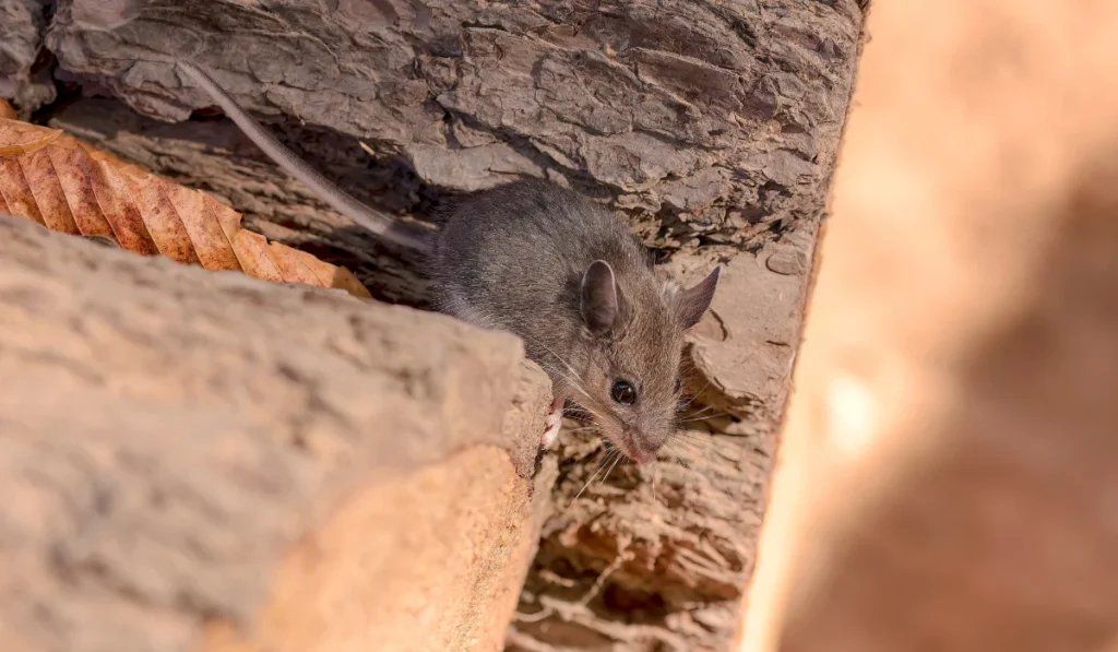 deer mouse