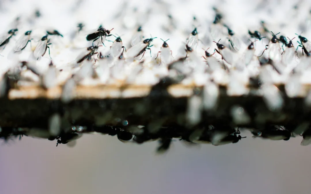 Flying Ants vs Termites: How to Tell the Difference Fast