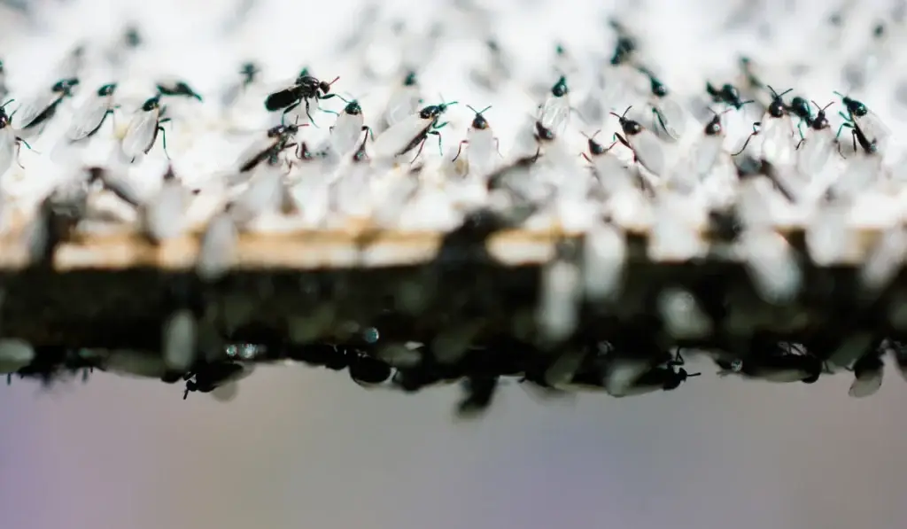 Large swarm of flying ants clustered densely on a white surface with some insects in flight