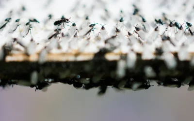 Flying Ants vs Termites: How to Tell the Difference Fast