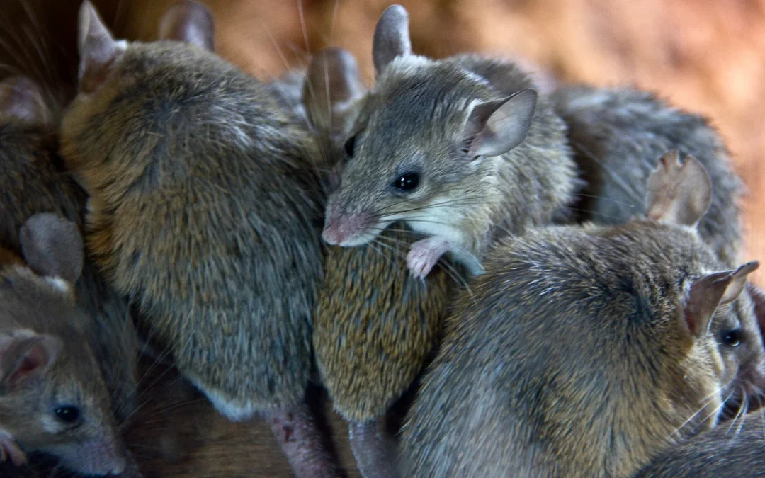 Mice in Anaheim, CA: Comprehensive Homeowner Guide (ID, Prevention, Treatment)