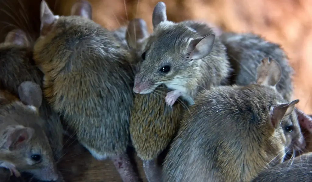 Group of gray mice huddled together on brown ground