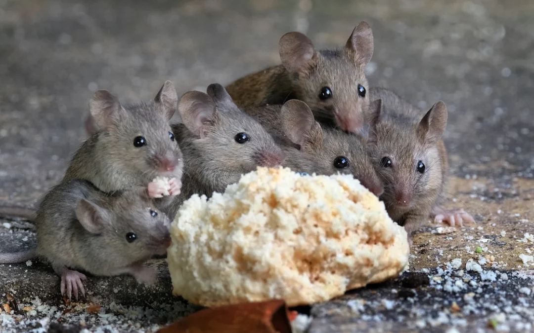 What Are the Signs of Mice in Irvine, CA, Homes?