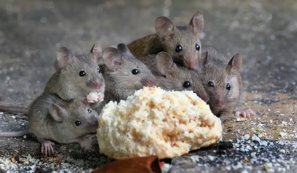 Five small mice gather around a pile of shredded food on a concrete surface