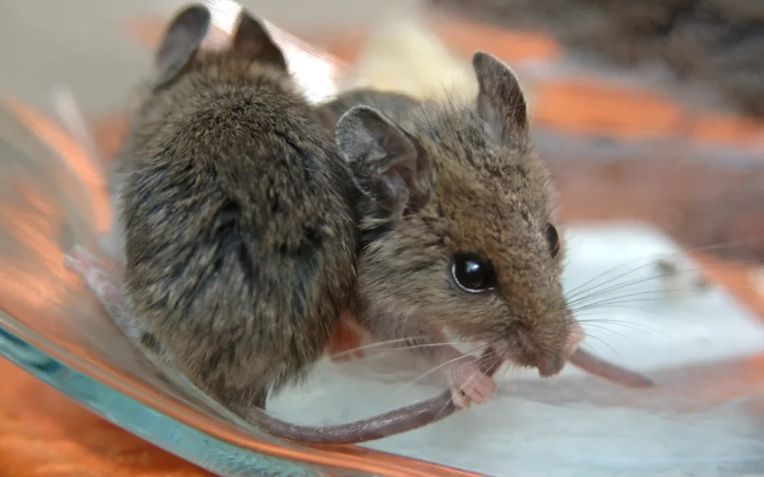 How to Prevent Mice Infestations in Orange County Homes