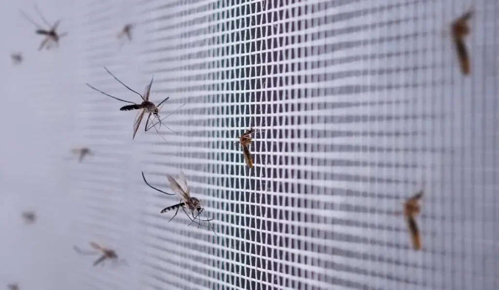 Multiple mosquitoes clustered on a white window screen mesh