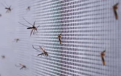 Mosquito Season in Irvine, CA: What Homeowners Can Do Before Bites Start