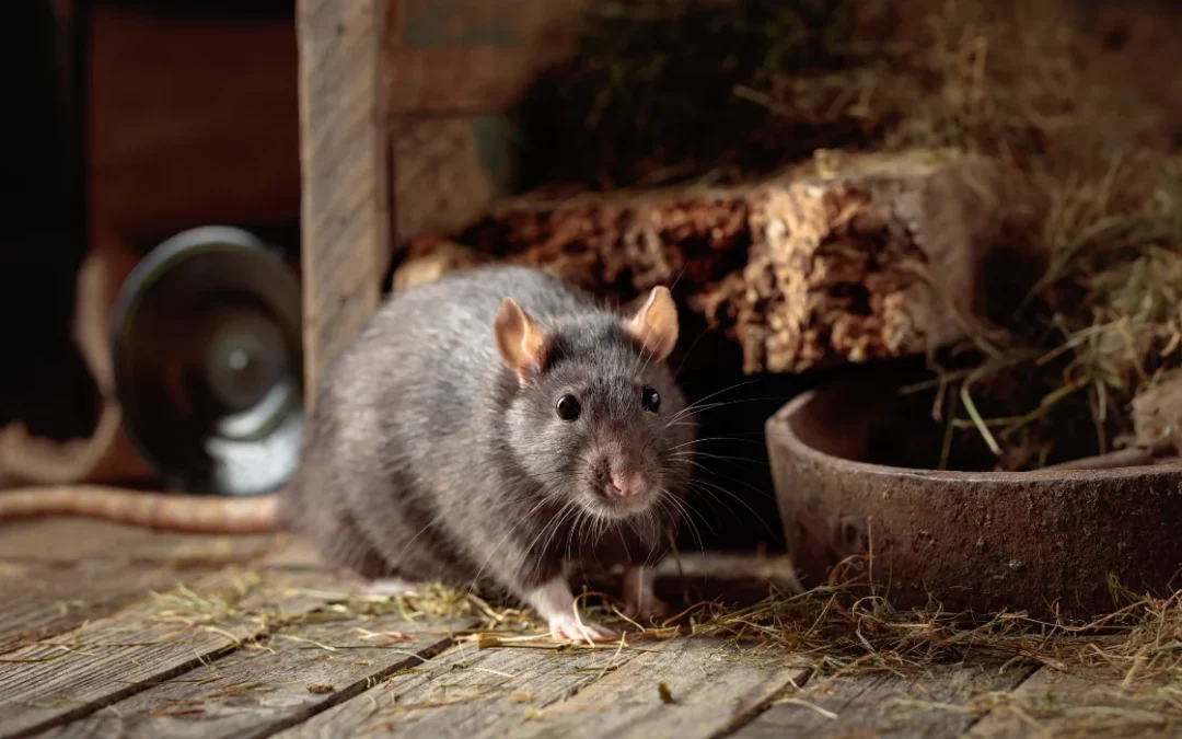 Rats in Orange County, CA: Comprehensive Homeowner Guide