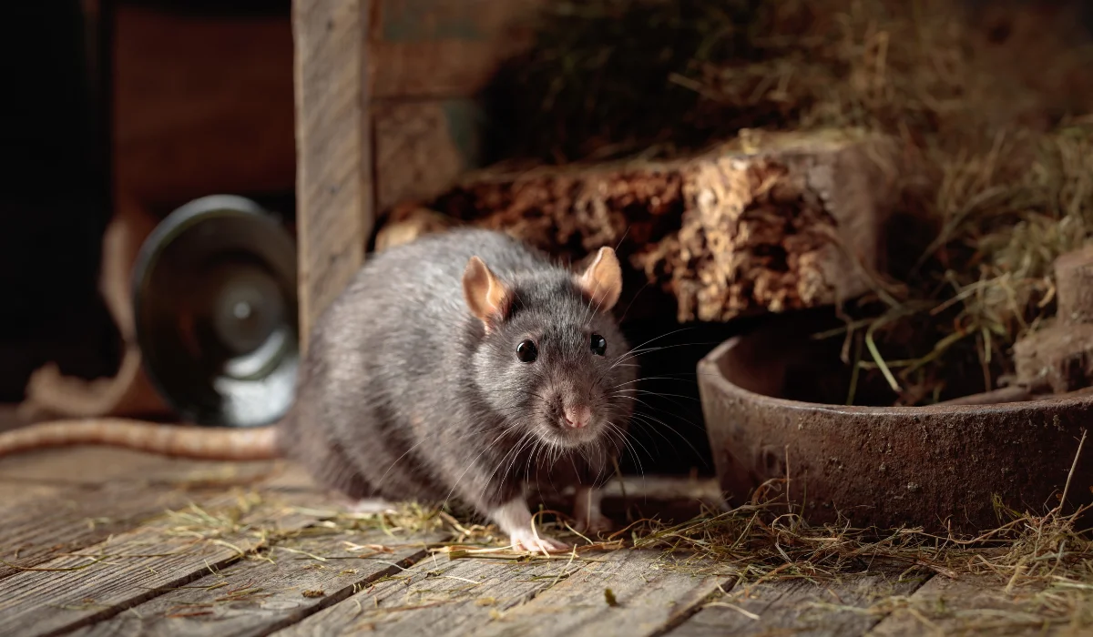 Rats in Orange County, CA: Comprehensive Homeowner Guide