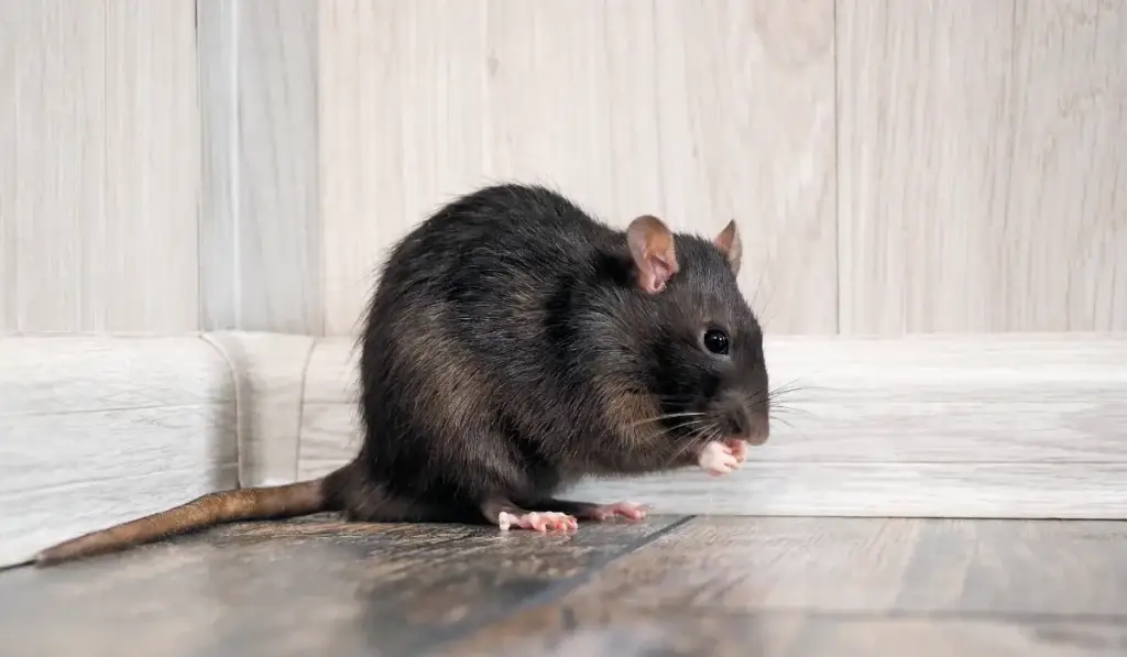 Black rat standing on a wooden floor against a white baseboard wall