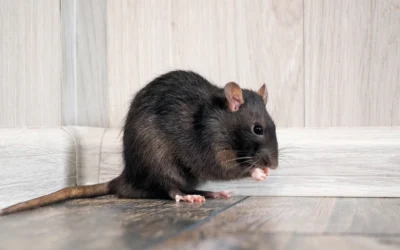 Roof Rats in Yorba Linda, CA: Signs, Entry Points, and Prevention