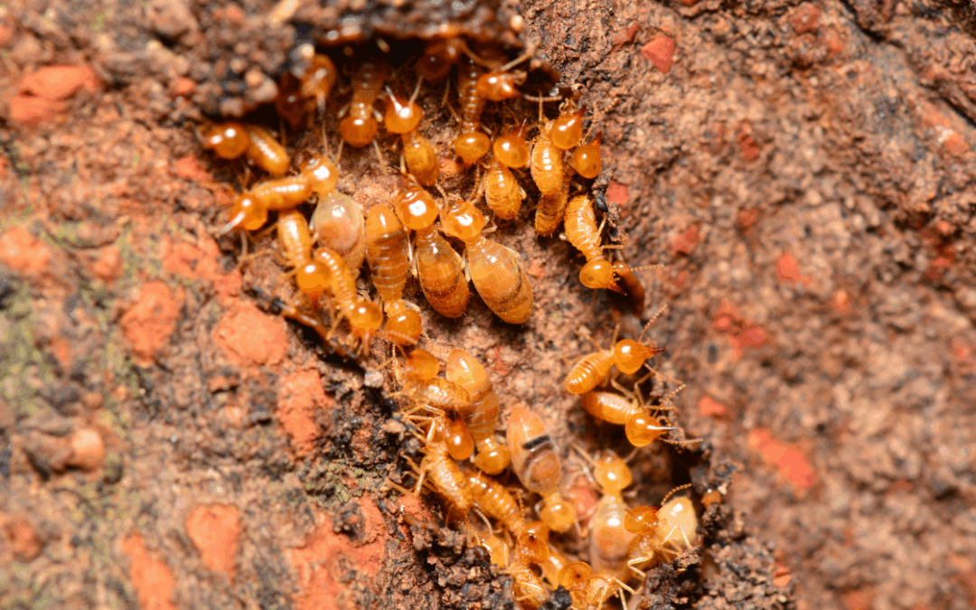 What Are the Signs of Termites in Orange County, CA, Homes?
