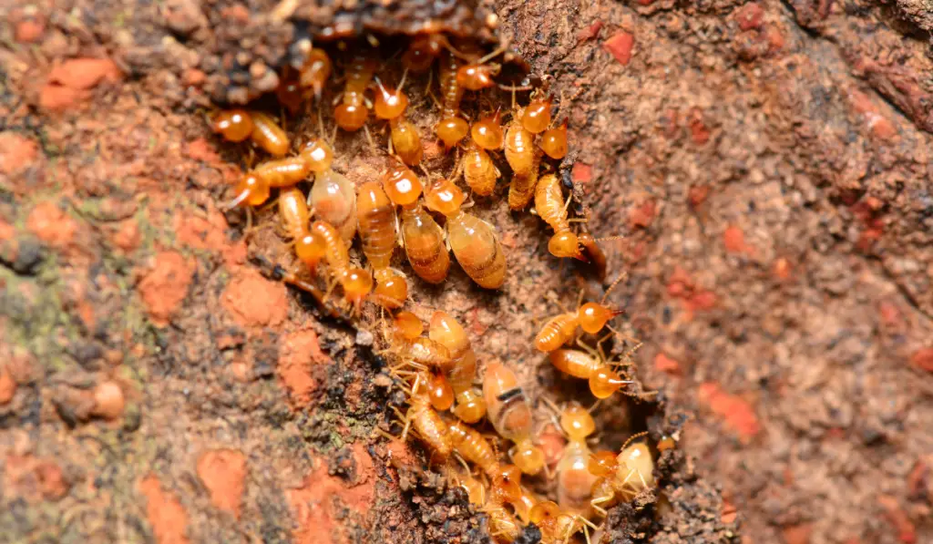 Termites clustered in a tunnel on reddish-brown soil