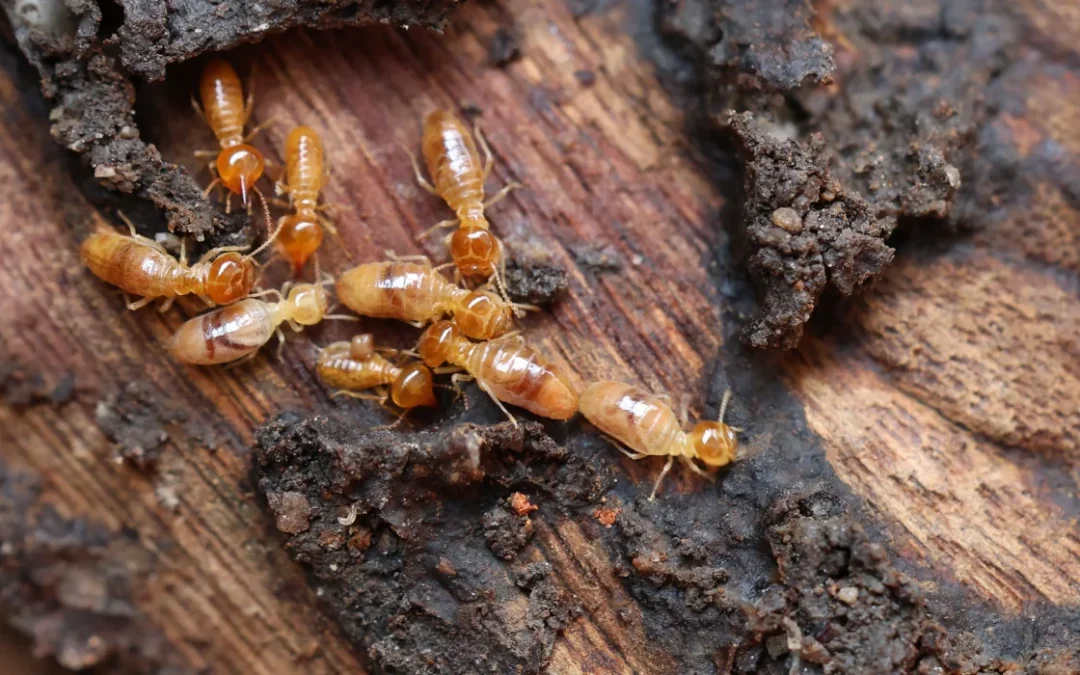How to Prevent Termite Infestations in Yorba Linda, CA