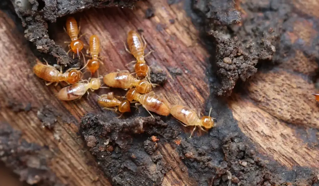Group of termites with pale bodies and darker heads crawling on weathered wood and soil.