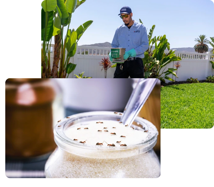 Composite image showing pest control professional treating lawn and close-up of ant bait station with insects