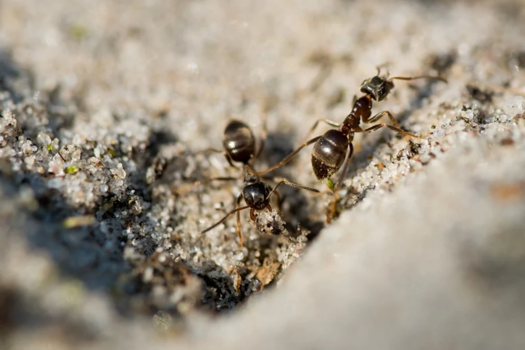 Three ants crawling on a light gray textured surface with lichen and moss