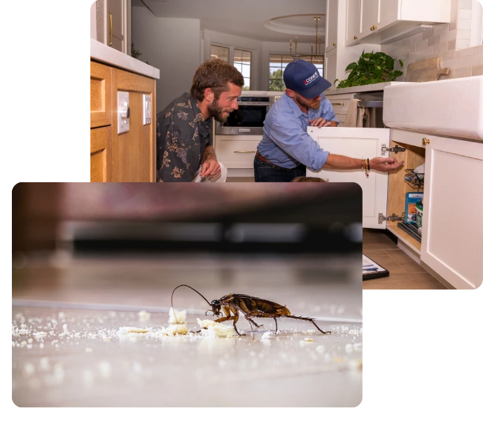 A large cockroach on a white surface with two people inspecting a kitchen in the background