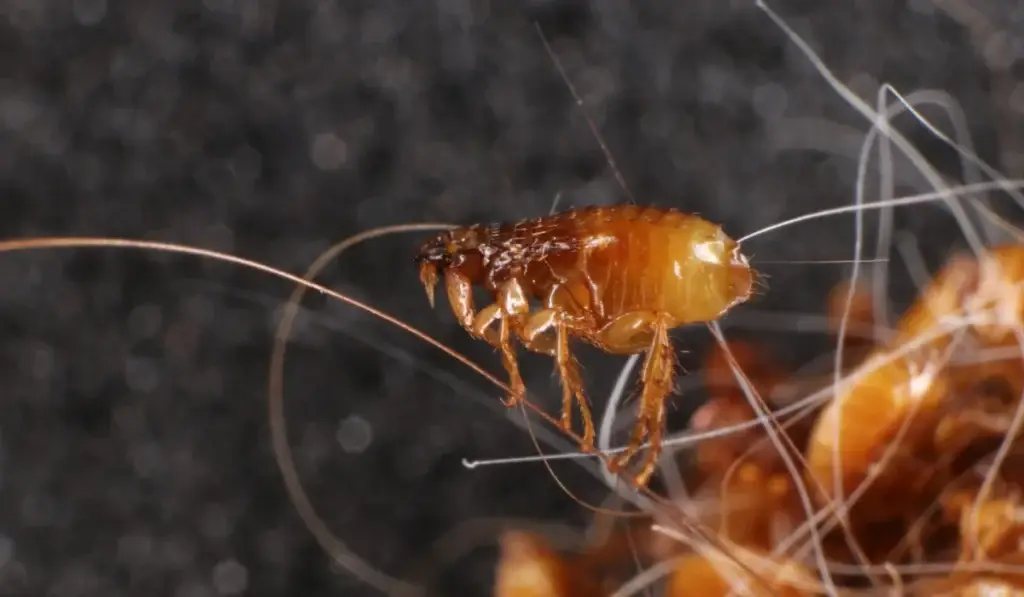 A brown flea with long antennae standing on a dark surface with other fleas nearby