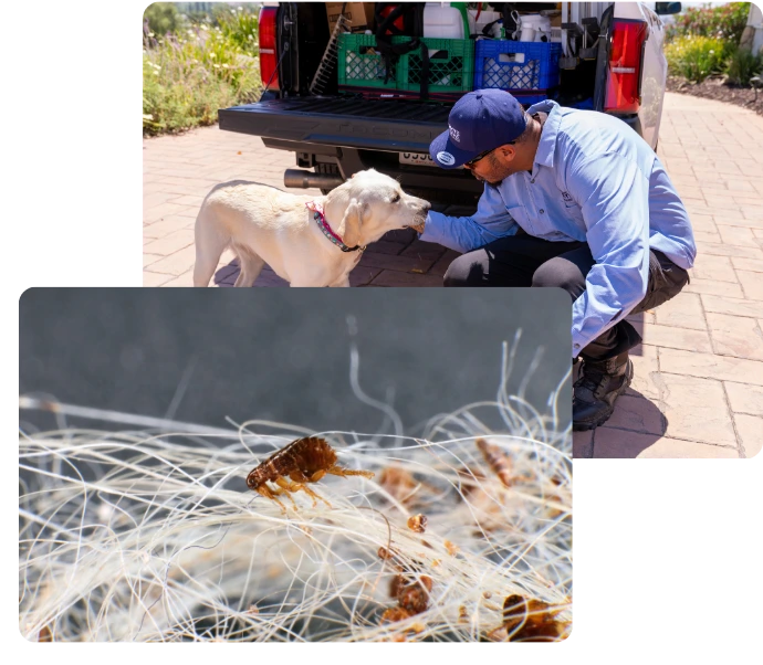Wildlife officer examines a lion caught in a net during a flea control service operation