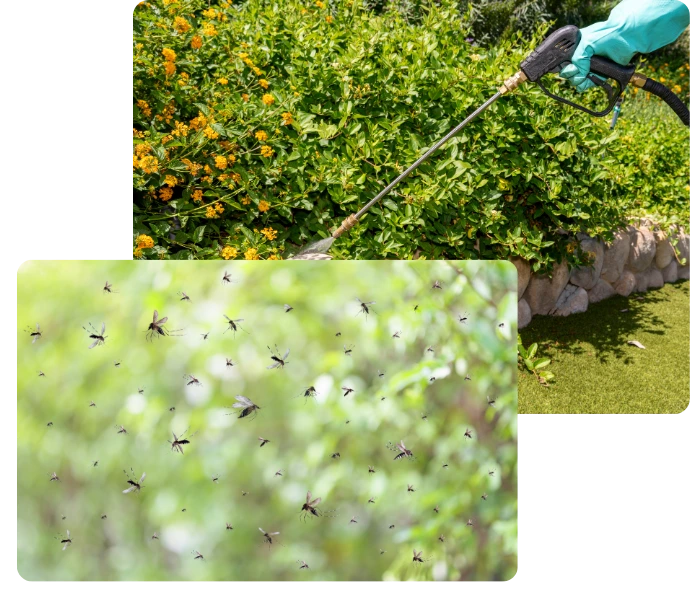 Close-up of mosquitoes on a leaf surface with mosquito control spraying equipment visible above