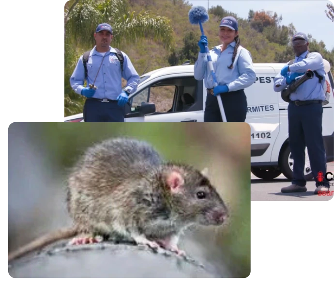 Pest control workers in blue uniforms stand beside a white van next to a close-up image of a rat