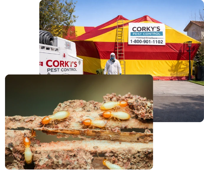 Corky's Pest Control storefront with red and yellow building and close-up of termite damage in wood
