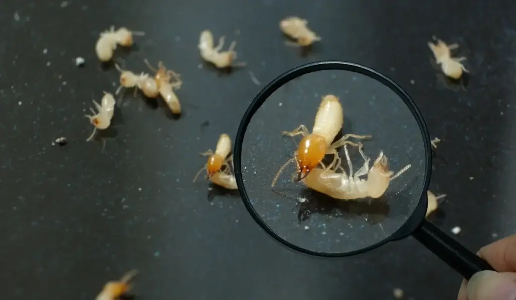 Magnified view of termites on a dark surface, with one specimen visible under magnification in the center