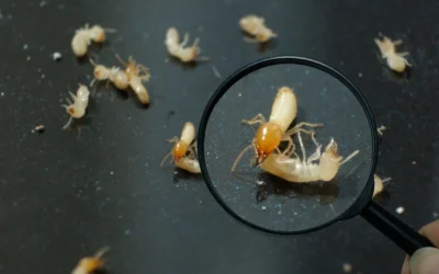 How Much Does Termite Treatment Cost in California?