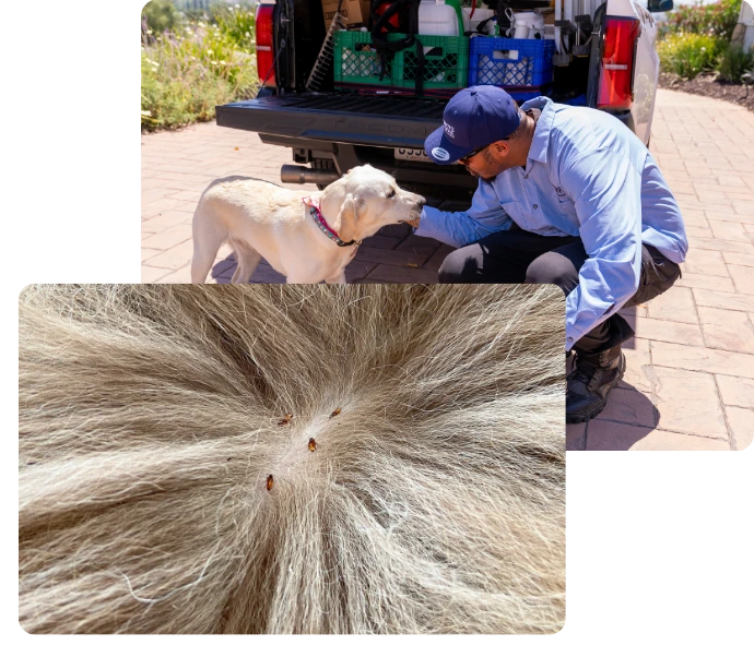 Man in blue shirt inspecting animal fur for ticks during outdoor pest control service