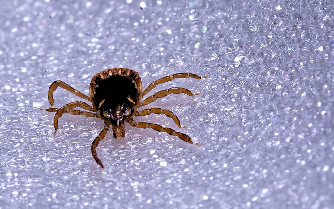 Where Ticks Hide in Riverside Yards and How to Avoid Them