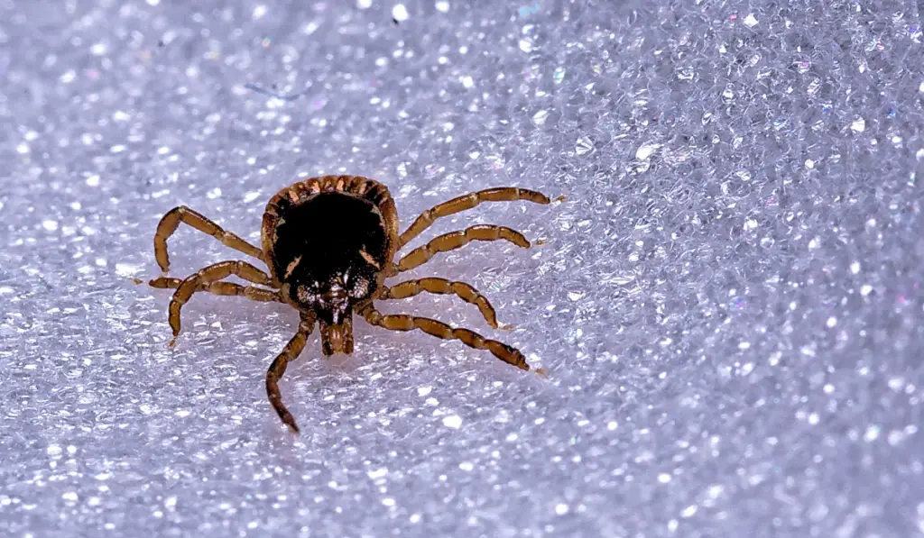 Brown tick with eight legs on a translucent crystalline surface
