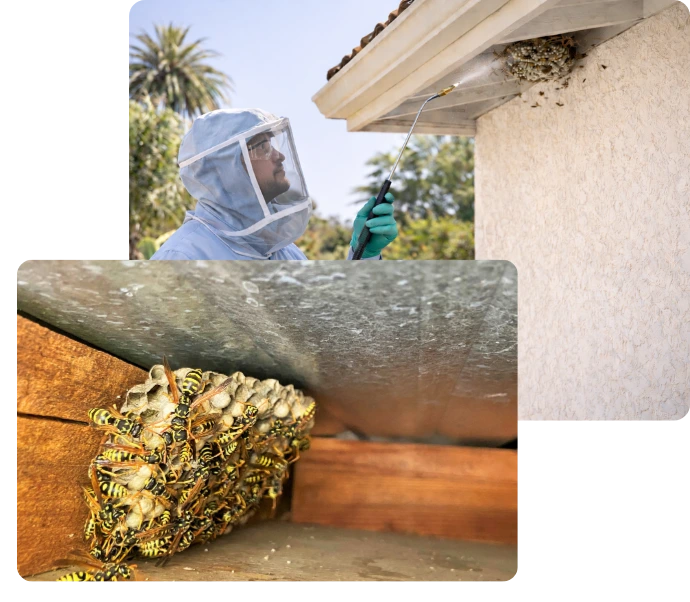 Beekeeper in protective suit removing a large wasp nest from a wooden beam on a residential building