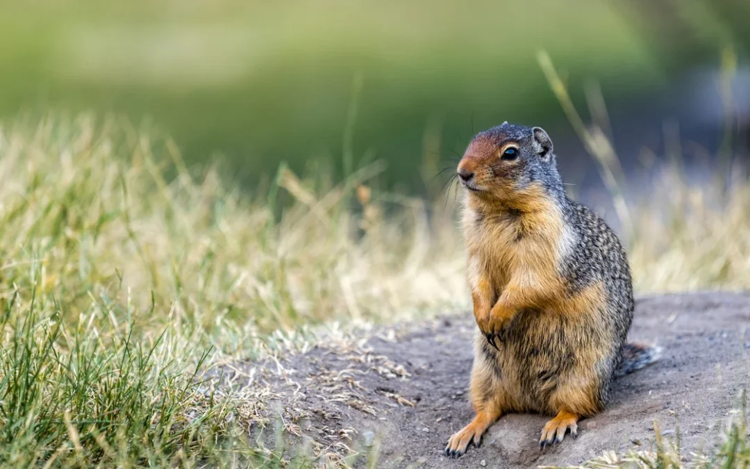 How to Identify Gopher Activity in Los Angeles Yards