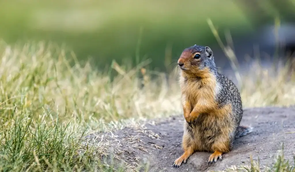 A ground squirrel stands upright on its hind legs on a dirt path surrounded by grass