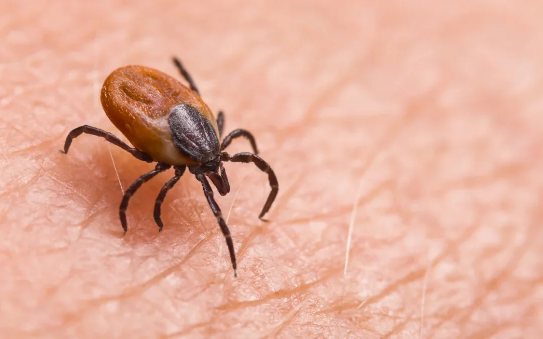 Understanding the Tick Life Cycle in Irvine