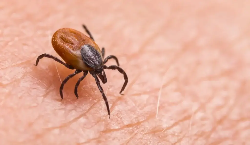 A brown and black tick crawling on human skin