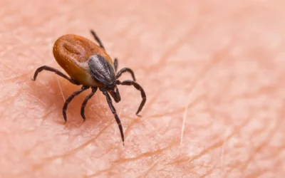 Understanding the Tick Life Cycle in Irvine