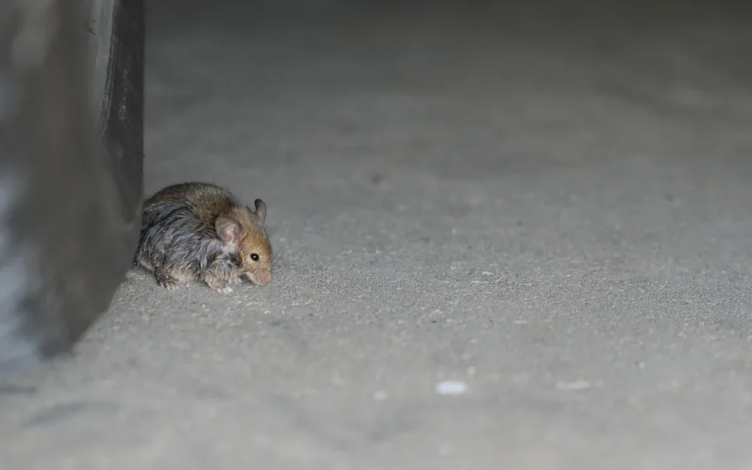 Why Mice Love Anaheim Garages and How to Keep Them Out