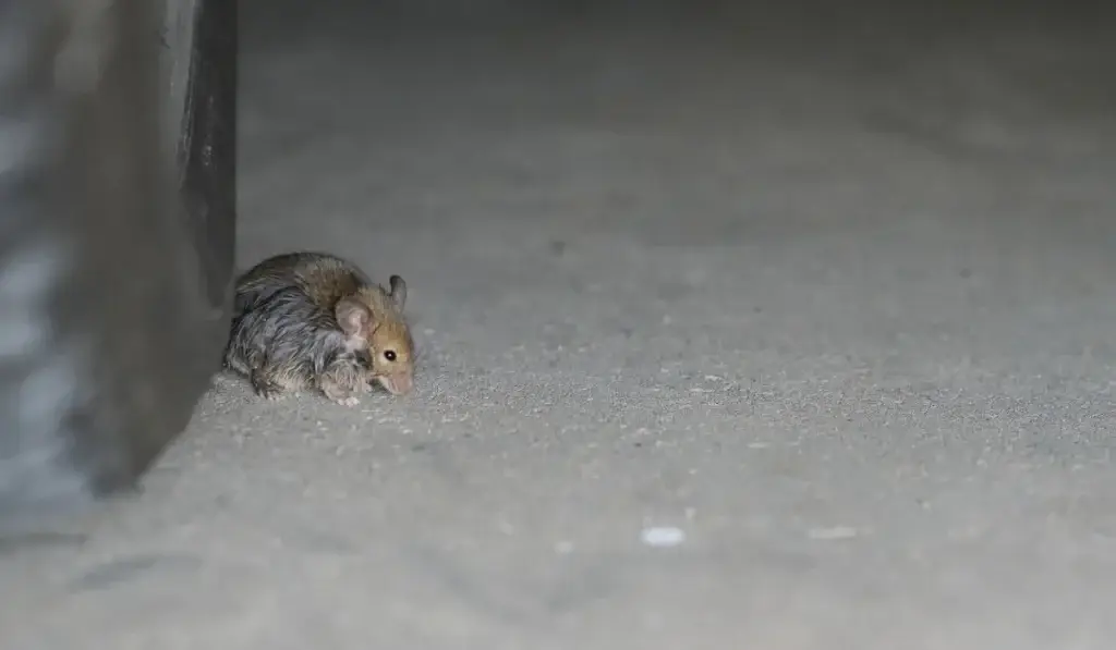 Small gray and white mouse on a concrete floor next to a wall