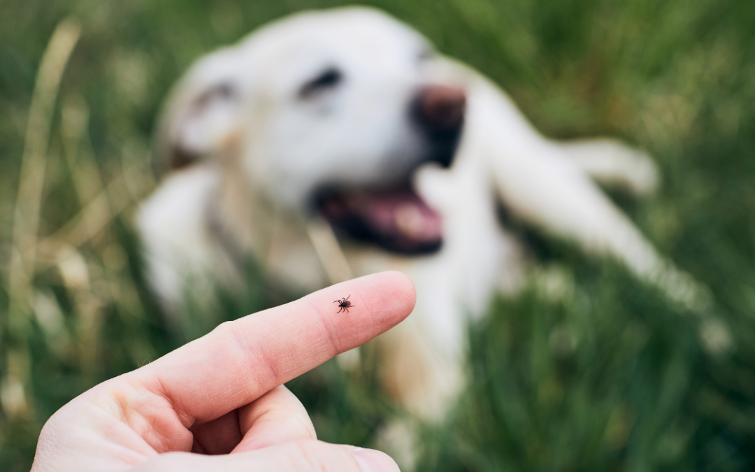 How to Identify Tick Bites in San Bernardino