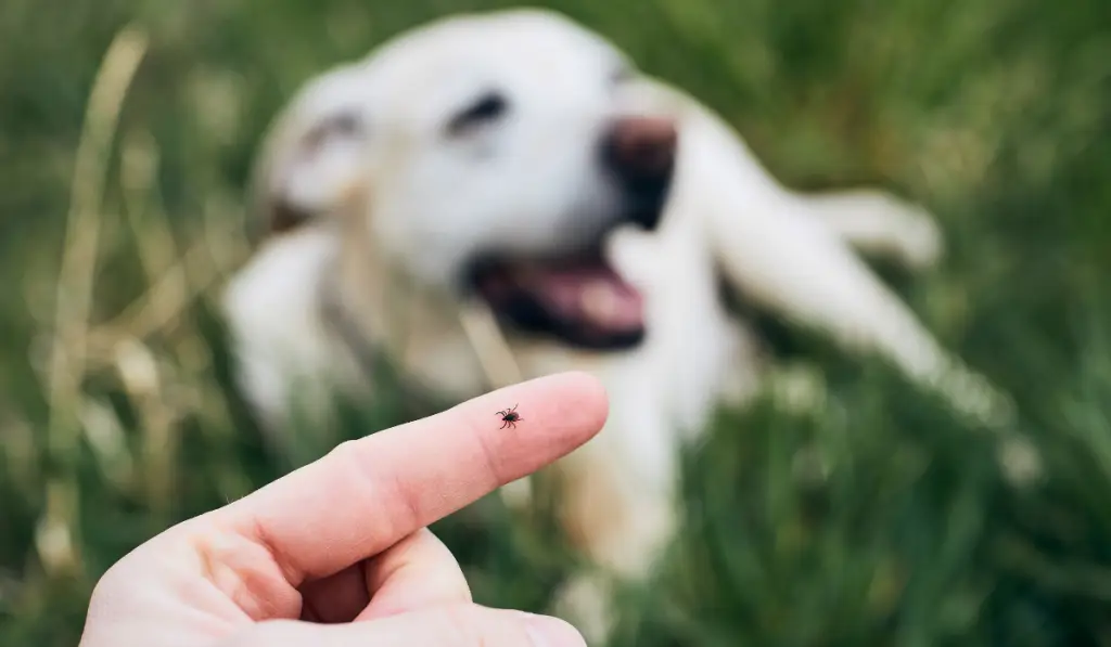 A tick crawls on a person's finger with a white dog smiling in the background outdoors