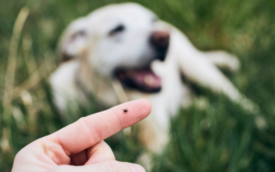How to Identify Tick Bites in San Bernardino