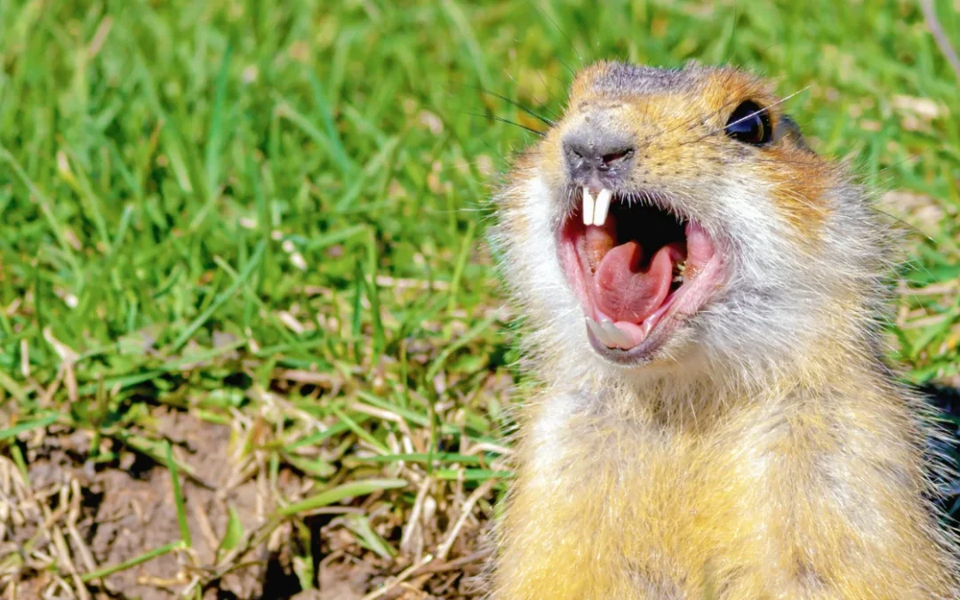 How to Stop Gophers From Tearing Up Your Riverside Lawn