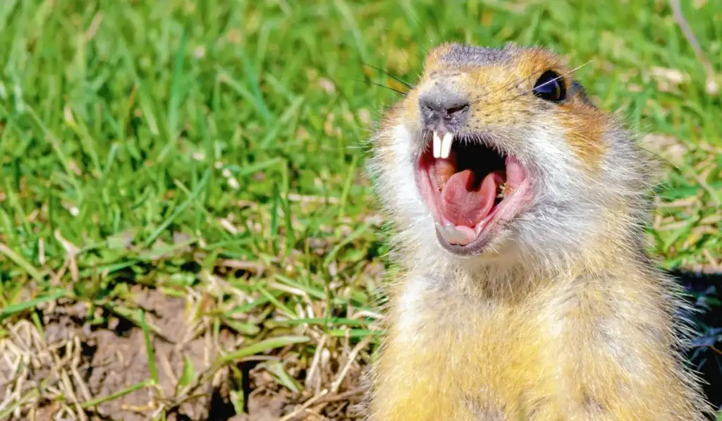 A meerkat stands upright on grass with its mouth wide open, displaying its teeth