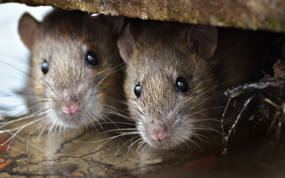 What Attracts Mice Into Los Angeles Homes