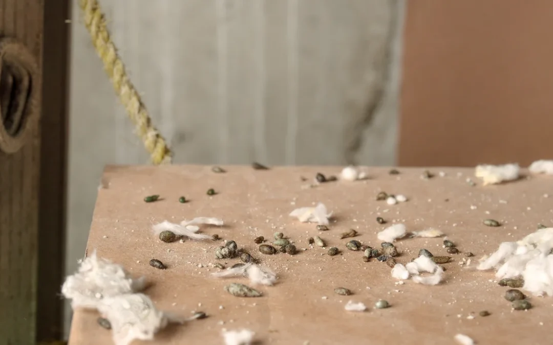 How to Identify Mouse Droppings in Riverside Homes