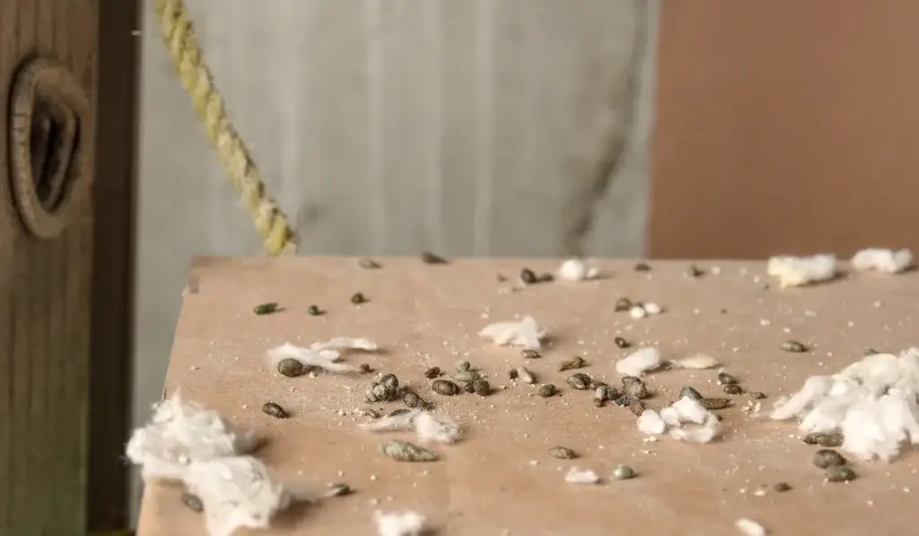 Close-up of rodent droppings and debris scattered on a light brown surface